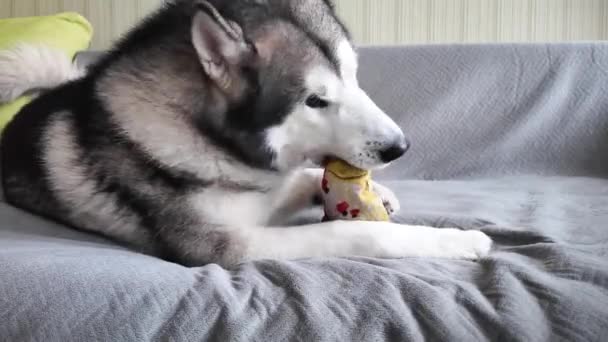 Gelukkige Jonge Alaska Malamute Hond Liggend Bank Spelend Met Een — Stockvideo