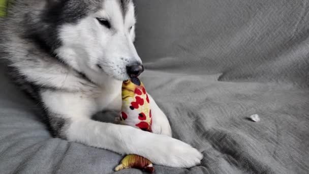 Perro Malamute Alaska Sostiene Juguete Colorido Sus Patas Acostado Sobre — Vídeo de stock
