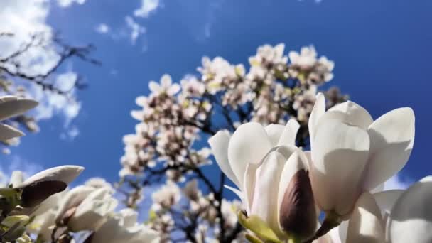 Magnolia Kwitnie Skąpana Słońcu Pokazując Swoje Żywe Różowe Płatki Jasnoniebieskim — Wideo stockowe