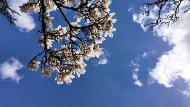 Magnólie Větve Stromů Naplněné Růžovými Květy Pod Jasně Modrou Oblohou — Stock video