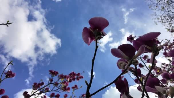 Auffällige Magnolienblüten Scharfem Fokus Kontrastiert Vor Einem Hintergrund Aus Flauschigen — Stockvideo