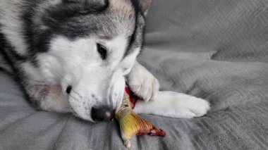 Köpek kanepede yatarken balık kemirir. Alaska Malamute bir oyuncakla eğleniyor. Mutlu ve neşeli bir evcil hayvanın yakın çekim videosu. Köpeğin ağzındaki oyuncağın yatay görüntüsü..