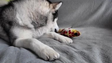Köpek kanepede yatarken en sevdiği oyuncağıyla oynuyor. Mutlu Sibirya Laika 'sı balığıyla gri arka planda güneşleniyor. Evcil bir hayvanla sevimli bir video..