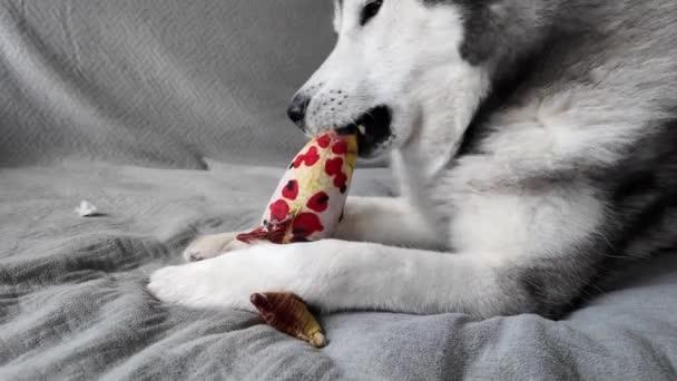 Trött Hund Ligger Sängen Och Leker Med Leksak För Djur — Stockvideo