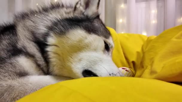 Huisdierspeelgoed Een Gele Achtergrond Een Grote Hond Speelt Enthousiast Met — Stockvideo