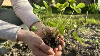 Bu kişi bir karasal bitki tutuyor, muhtemelen küçük bir ağaç ya da çiçek açan bir bitki. Bitki bahçıvanlık ya da tarım için olabilir, toprakta ya da bir tarlada yetişmiş olabilir.