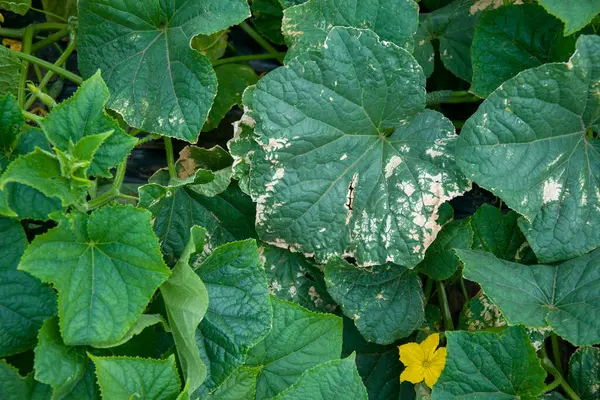 Bitkisel özelliklere sahip bir karasal bitki, bu yıllık bitki yeşil yaprakları ve canlı sarı çiçekleri olan bir toprak örtüsüdür. Squash ailesine ait.