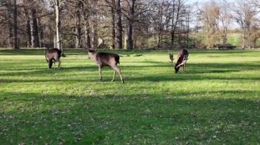 Bir geyik sürüsü yemyeşil bir tarlada huzur içinde otlarken görülebilir. Geyikler taze otları yiyerek doğal davranışlarını doğal ortamlarında sergileyerek zarifçe hareket ederler..