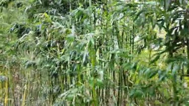Yükselen bir sıra bambu ağacı sık bir ormanda uzak mesafelere kadar uzanıyor. İnce yeşil, rüzgarda hafifçe sallanarak ritmik bir hışırtı sesi yaratır. Güneş ışığı yoğunluğu süzer