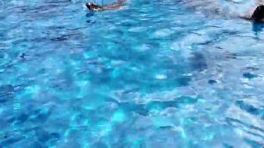 Kürk fokları havuzda yüzüyor. Deniz dalgıçları.