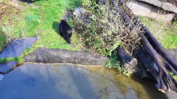 Black Bear Slowly Walks Enclosure Zoo — ストック動画