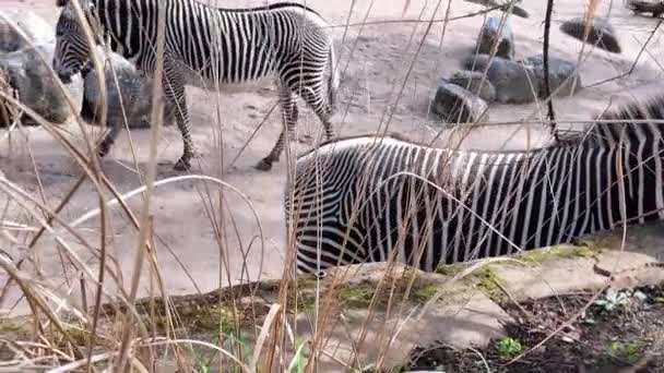 Bir Çift Zebra Pisliğin Içinde Dikilirken Görülebilir Çizgili Hayvanlar Doğal — Stok video