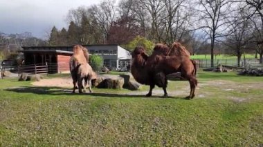Çimenli bir tarlada iki devenin durduğu görülüyor. Develer sakince etraflarını gözlüyor, ara sıra hareket ediyor ve çimenlerde otluyor..