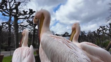 İki pelikan, uzun gagalı büyük su kuşları bir parkta yan yana duruyorlar. İkisi de siyah kanatlı ve sarı gagalı beyaz. Kuşlar sakin ve dikkatli görünüyor.