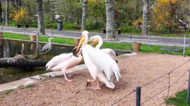Parkta Birlikte Duran İki Pelikan. İki kuş yan yana durur, tüyleri hafif rüzgarda dalgalanır. Çevrelerini gözlemliyor gibi görünürken...