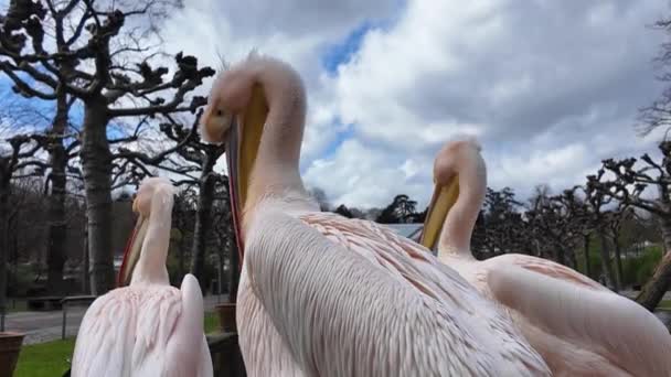 Two Pelicans Large Water Birds Long Bills Standing Side Side — стоковое видео