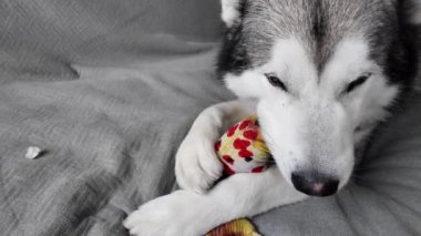 Rahat köpek oyuncaklarını çiğniyor. Güzel köpek pençelerinde doldurulmuş bir oyuncak tutuyor. Alaska malamute yatay yakın çekim videosu.