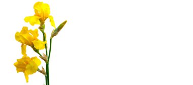 Beyaz arka planda izole edilmiş, tomurcuklu tek bir sarı iris çiçeği sapı. Çiçekler tomurcuklandı ve tomurcuklar kapandı. Kök yeşil ve yapraklar uzun ve dar..