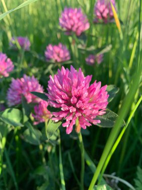Canlı pembe yonca çiçeğinin yakın plan bir görüntüsü. Çiçek açmış, diğer yonca çiçekleri ve yemyeşil bir çayırdaki uzun çim yapraklarıyla çevrili..