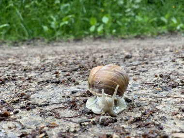 Bir salyangoz yeşil yapraklarla çevrili bir ormanda, toprak bir patika boyunca yavaşça sürünür..