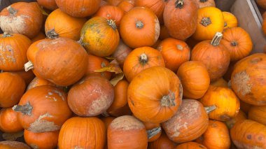 Olgun turuncu balkabaklarının yakın plan görüntüsü, sonbahar mevsimi için hazır..