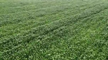 Mısır tarlası. Bir dron kırsal bölgedeki yemyeşil bir arazinin geniş açısını yakalar..