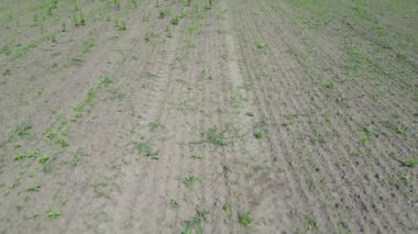 İlkbaharda bir tarım helikopteri tarafından kontrol edilen bir tarlanın havadan görüntüsü..