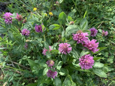 Yeşil çimen ve yapraklardan oluşan bir tarlada açan pembe yonca kümesinin yakın plan görüntüsü..