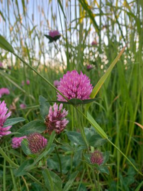 Tek bir pembe yonca çiçeği, arka plandaki diğer yonca çiçekleriyle birlikte, uzun yeşil çimenlerin arasında çiçek açar..