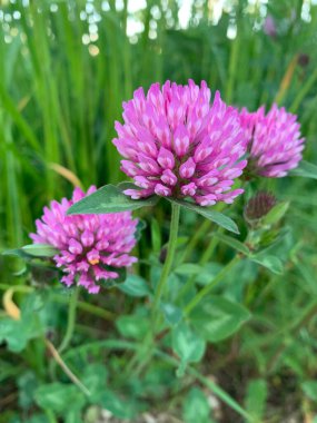 Yeşil çimen tarlasında açan üç pembe yoncanın yakın plan görüntüsü..