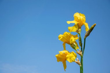 Görüntü, üç sarı Iris çiçeğinden oluşan bir grubun açık mavi gökyüzüne doğru çiçek açtığını gösteriyor. Çiçekler odak noktasında, arka planda gökyüzü bulanık. Resim güneşli bir günde çekildi ve çiçekler parlak ve canlı görünüyor..