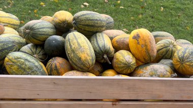 Çeşitli yeşil ve sarı çizgili balkabaklarıyla dolu ahşap bir sandığın yakın plan görüntüsü. Balkabakları gelişigüzel dizilmiş, bazıları kısmen görülebilir..