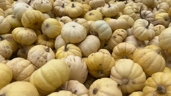 Stock image A close-up shot of a pile of small white pumpkins, showcasing their smooth, round shapes and light yellow color.