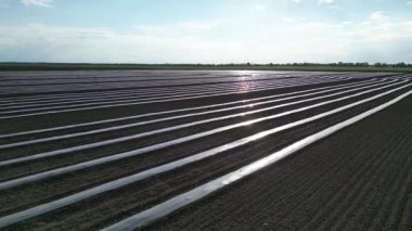 Bir tarlaya dizilmiş plastik saman tarlaları toprağı ekime hazırlıyor..