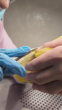 Kesilmiş manikür. Manikürcü, tırnaklarını kesmek için makasla profesyonel olarak çalışır. Tırnak derisini manikürcüde makasla kesme işlemi. Uzun doğal tırnakları olan kadın elleri.
