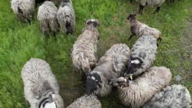 Güneşli bir günde yemyeşil bir tarlada otlayan bir koyun sürüsü. Hepsi tüylü, beyaz ve siyah lekeli. Koyunlar sıcak havanın ve taze otların tadını çıkarıyorlar..