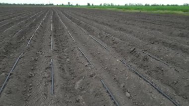 Damla sulama borularıyla tarım arazisinin insansız hava aracı görüntüsü, verimli sulama sistemleri aracılığıyla ekinlerin büyümesini desteklemeye hazır..
