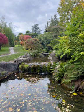 Sonbahar renklerinde canlı yapraklarla çevrili, çağlayan bir dere ve durgun bir gölet içeren huzurlu bir Japon bahçe sahnesi..
