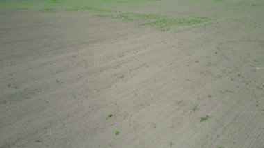 Bir tarım helikopteri yukarıdan tarama yapıyor..