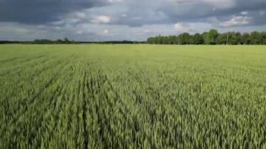 Uçsuz bucaksız bir buğday tarlasının, rüzgarda hafifçe sallanan yemyeşil saplı drone görüntüleri. Gökyüzü mavi ve beyaz bulutların karışımıdır..
