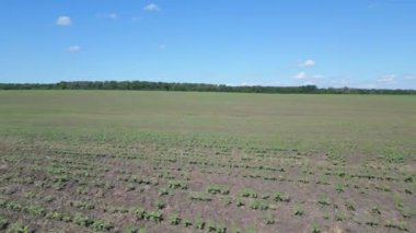 Gelişmekte olan ekinlerle dolu engin bir tarım alanı, bahar ortası koşullarını yansıtan açık mavi gökyüzünün altındaki bir ağaç hattıyla sınırlandırılarak ufka doğru uzanır..