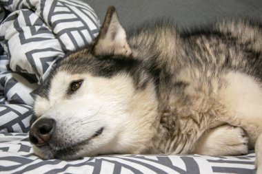 The Alaskan Malamute rests peacefully on a patterned bedspread, showcasing its thick fur and serene expression, embodying a calm atmosphere in a cozy indoor space. clipart