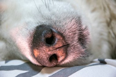 Sakin bir köpek uykuya dalmış, burnu yumuşak, çizgili bir battaniyeye yakın, pencereden gelen nazik bir öğleden sonra ışığı ile aydınlatılmış..