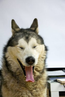 Malamute içeride rahatlar, gözleri kapalı esner, kabarık kürkünü ve neşeli tavırlarını sergiler. Sıcak atmosfer onun neşeli doğasını vurgular..
