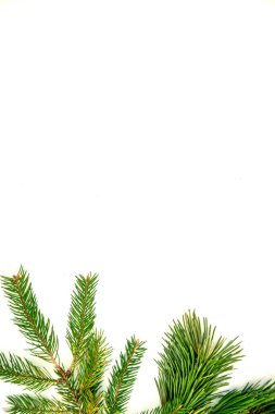 Lush green evergreen branches are thoughtfully arranged on a bright white background, ideal for festive decorations or nature-inspired projects. clipart