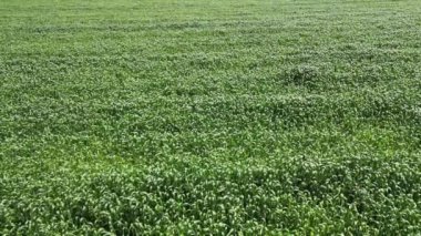 Mısır tarlası manzarası. Hava görüntüleri