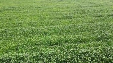 Kırsal kesimde gün içinde çekilen yeşil mısır tarlasının geniş bir görüntüsü..