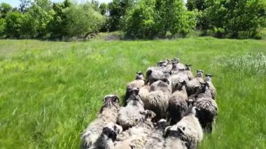 Çimenli bir tarlanın sakin bir videosu. Koyunlar birbirlerinin üzerinde duruyor ve uzanıyorlar. Arka planda ağaçlarla huzurlu bir ortam yaratıyorlar.