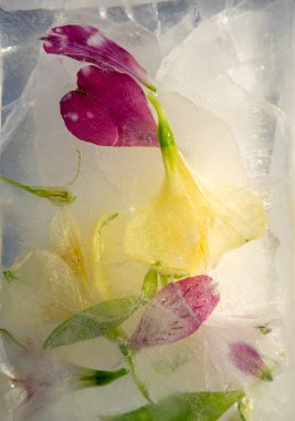 Pembe ve sarı renklerin farklı tonlarında narin çiçekler kristal berrak buzla kaplıdır. Donmuş düzenleme, doğanın güzelliğini vurgulayarak yaprakların karmaşık detaylarını vurguluyor..