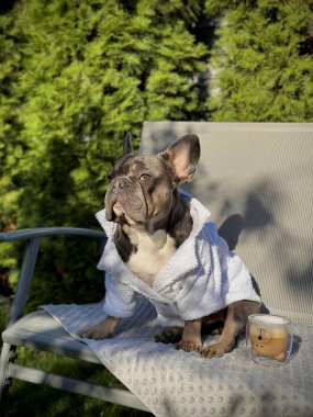 Şık bir köpek, yumuşak bir bornoz giyerek, yeşil ışıkta güneşlenerek sandalyede rahatlar..